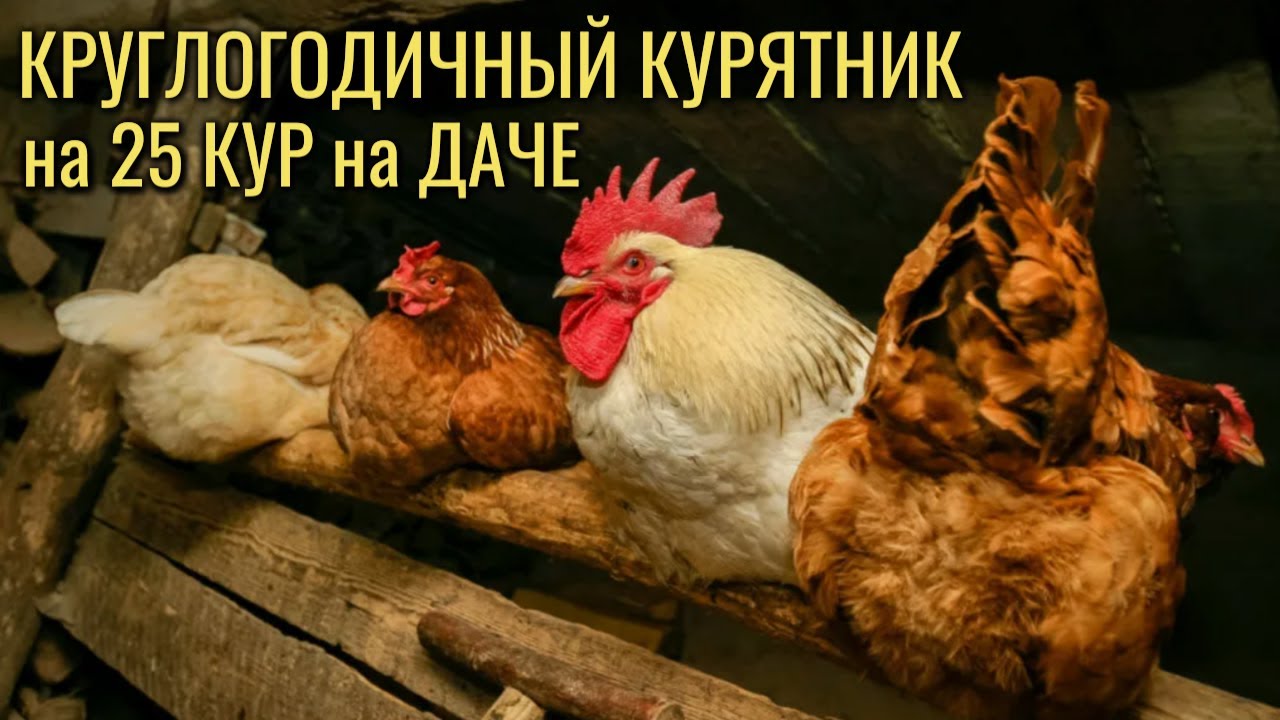 КРУГЛОГОДИЧНЫЙ курятник на даче на 25 кур с автономностью 30 суток
