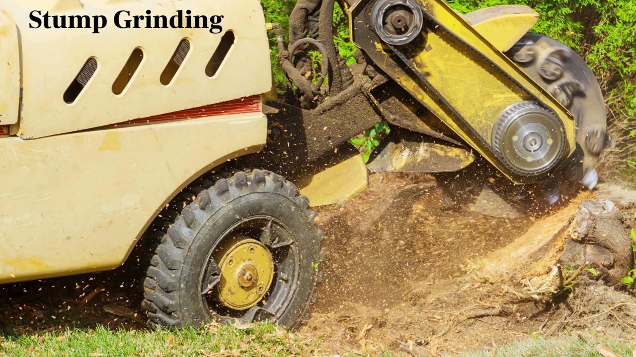 Best Tree Service in Duluth MN