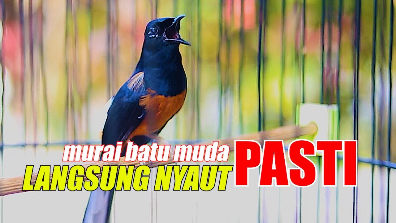 MURAI BATU GACOR NEMBAK, PANCINGAN MURAI BATU MUDA AGAR CEPAT NAIK EMOSINYA