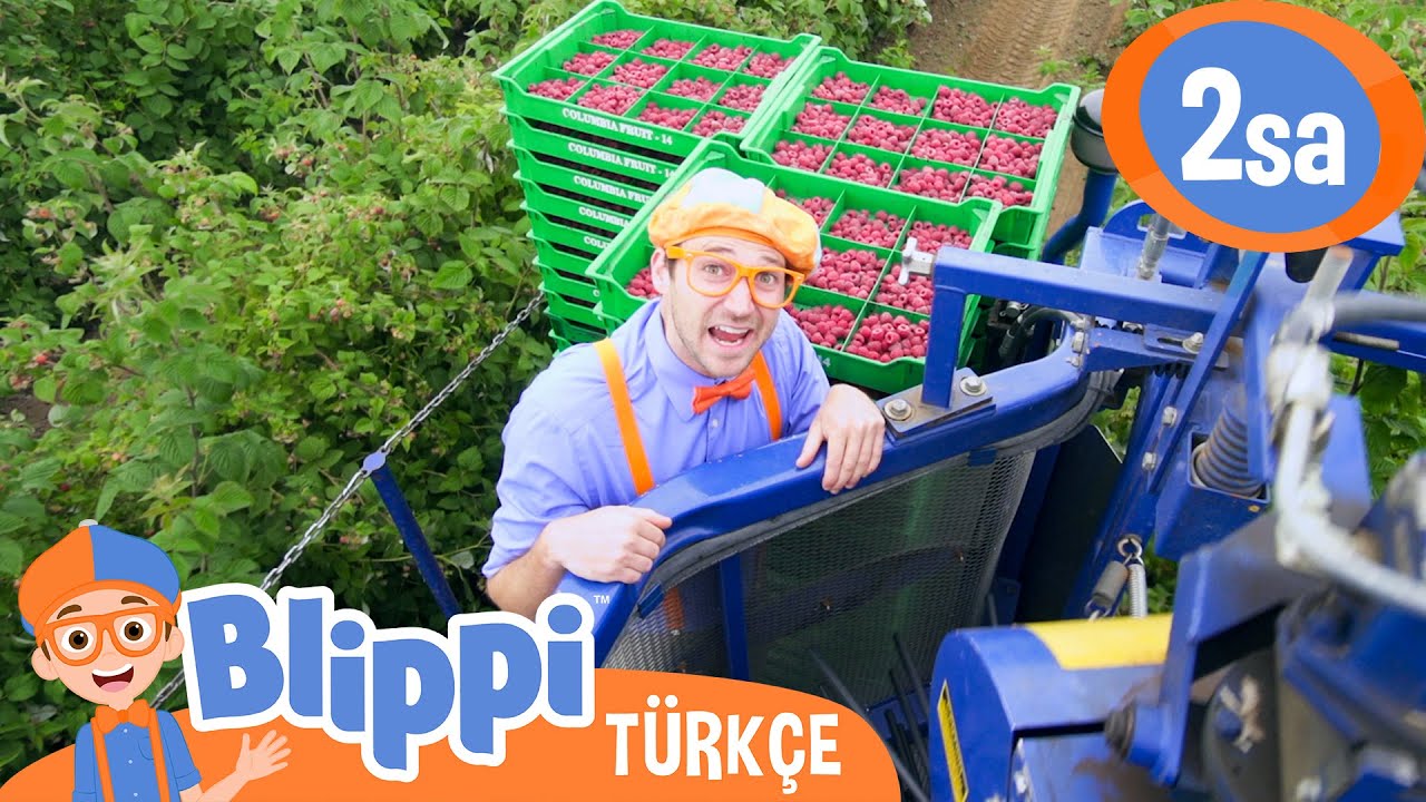 Blippi Bir Ahududu Fabrikası Keşfediyor 🍓 Blippi Türkçe - Çocuklar için Eğitici Videolar