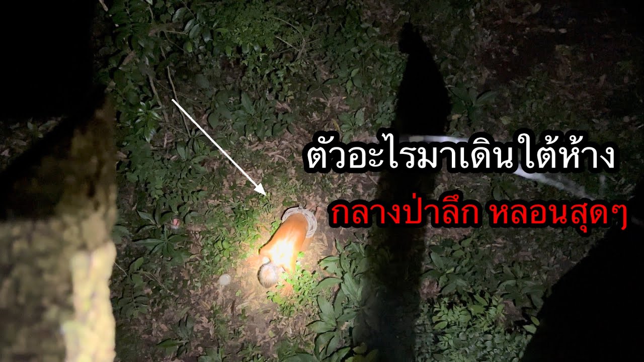 นอนห้างกลางป่าลึกคนเดียว”ตกดึกมีบางอย่างมาเดินใต้ห้าง…มันหิว น่าส่งสารมากๆ