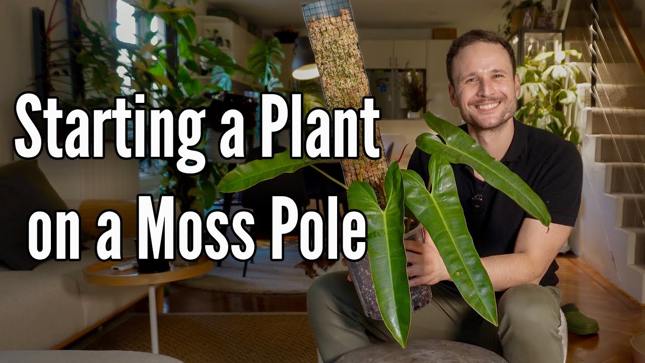 How to put a plant on a Moss Pole #tutorial