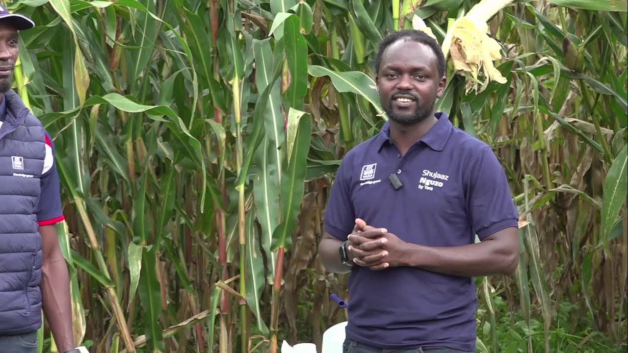 From Seed to Sack: The Yara Difference