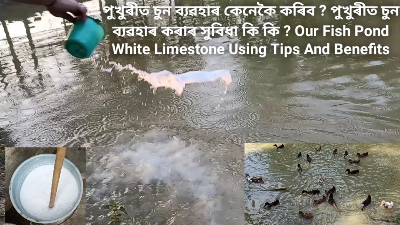 পুখুৰীত চুন ব্যৱহাৰ কেনেকৈ কৰিব?পুখুৰীত চুন ব্যৱহাৰ কৰাৰ সুবিধা কি কি?Fish Pond White Limestone Use