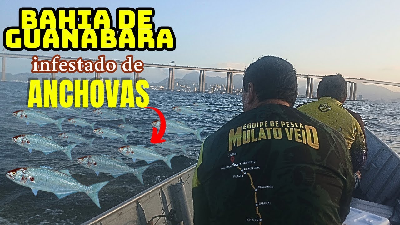 PESCA RAIZ MUITAS ANCHOVAS BAHIA DE GUANABARA
