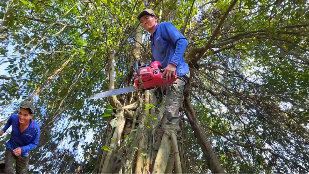 cảnh chú tính cưa cây gia lông ôm cây hoa sửa trên núi # Bangcuacay
