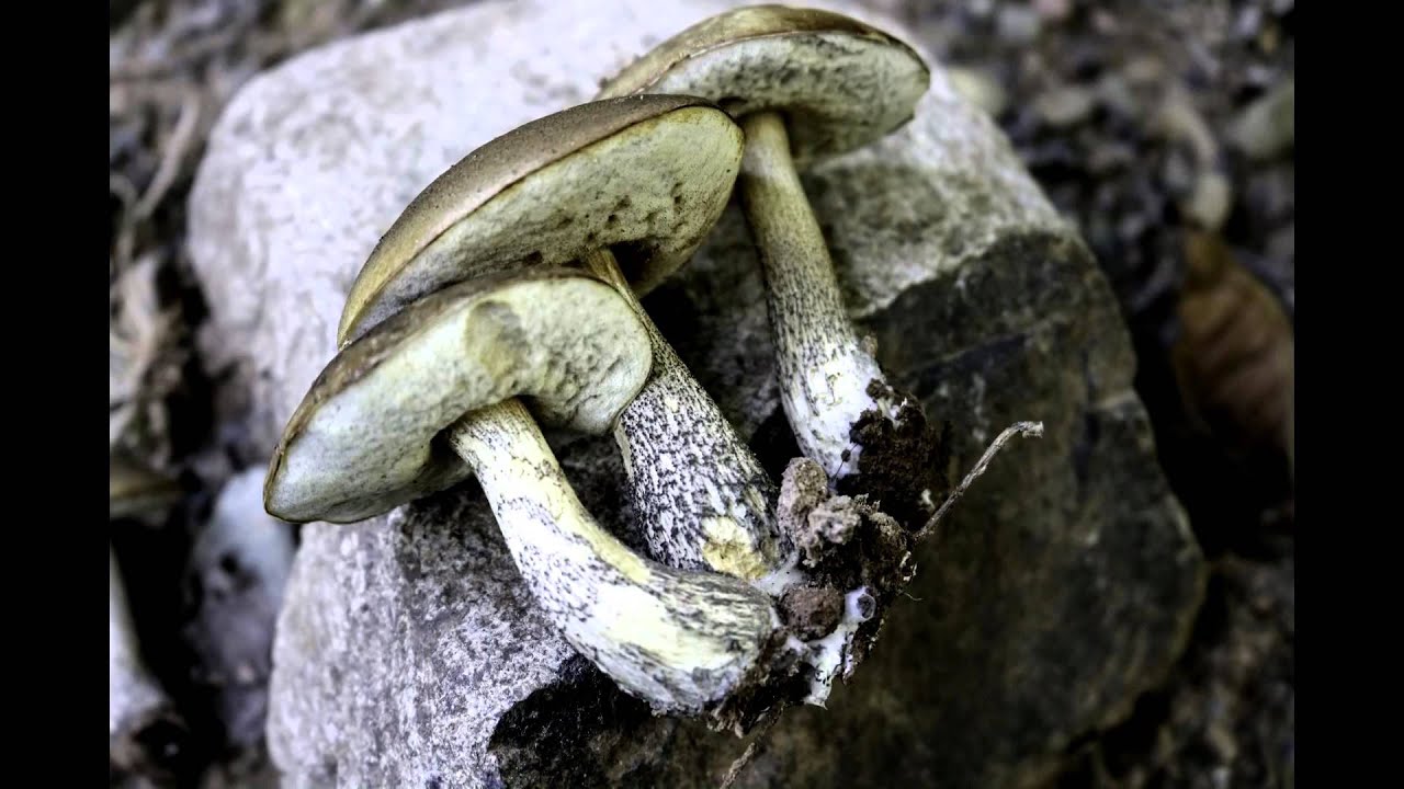 Identifying Boletes and Their Cousins, Leccinums & Suilus