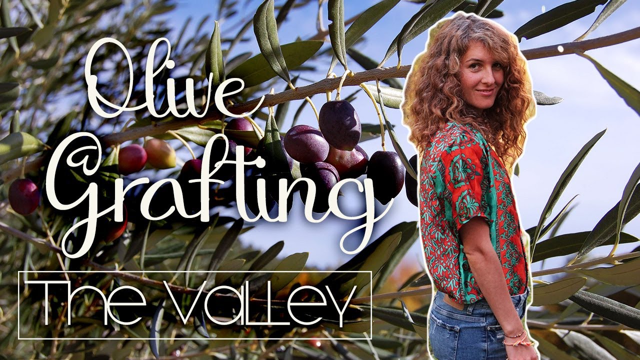 Grafting EASILY olive trees! All you need to know | Italy