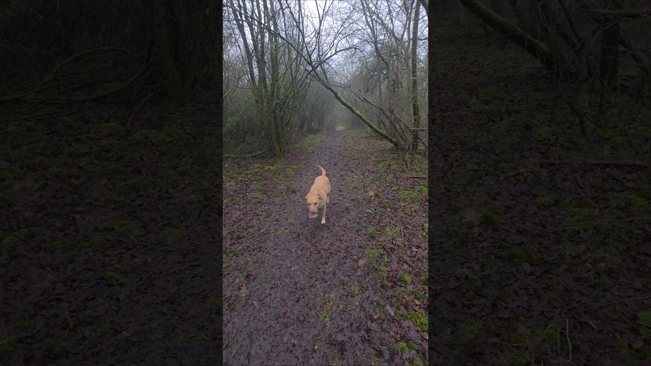 UK countryside labrador dog walk. Saturday afternoon winter hike. Wildlife nature ASMR