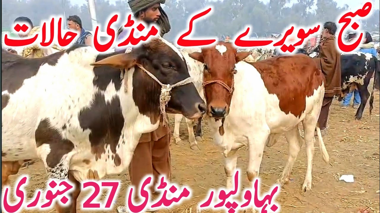 Bahawalpur Cow Mandi | Cholistani Sahiwal & Brahman Bachre Bachrian | Best Qurbani Cattle 2026