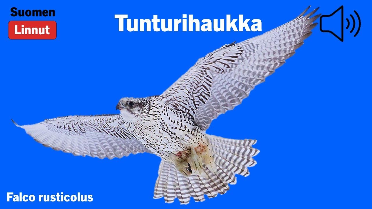 Tunturihaukka - Falco rusticolus - Gyrfalcon - jaktfalk - FALRUS
