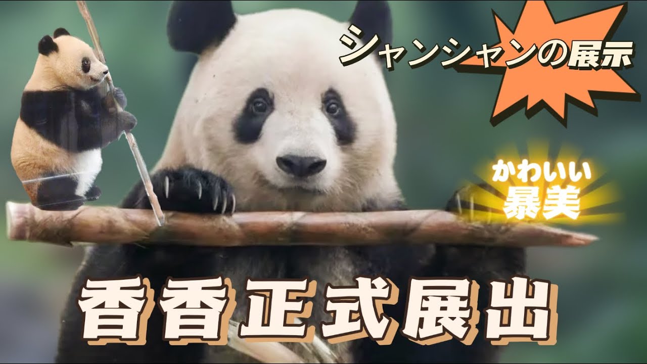 香香在中国正式展出 |香香再次听到日语的反应🥹| 8か月ぶりに日本語を聞いたシャンシャンさんはこう反応した | 日本电视台直播 | 美貌翻倍|#香香 |#panda Panda | #シャンシャン