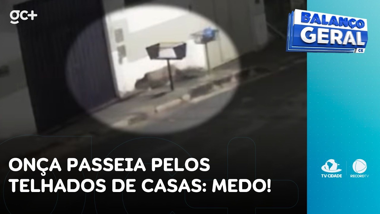 Onça passeia pelos telhados de casas: medo! | Balanço Geral CE