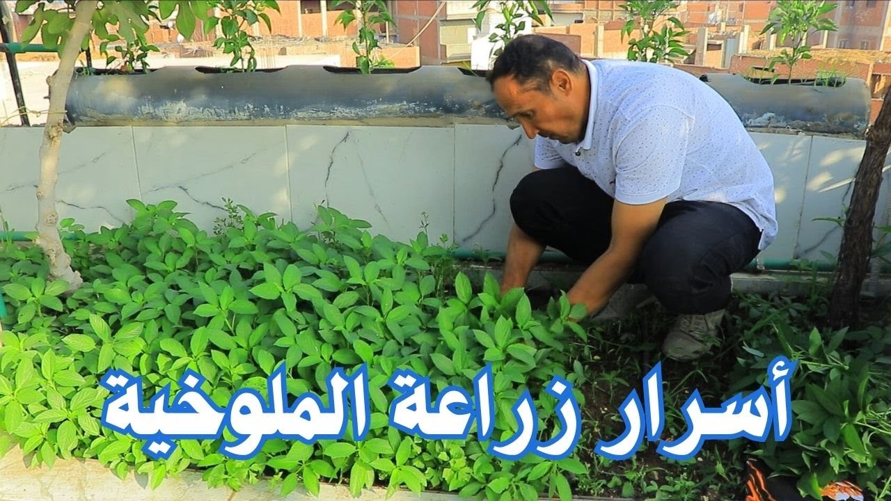 احترف زراعة الملوخية من البذرة حتى الحصاد مع حل كل مشاكل زراعة الملوخية للحصول على اعلى انتاج