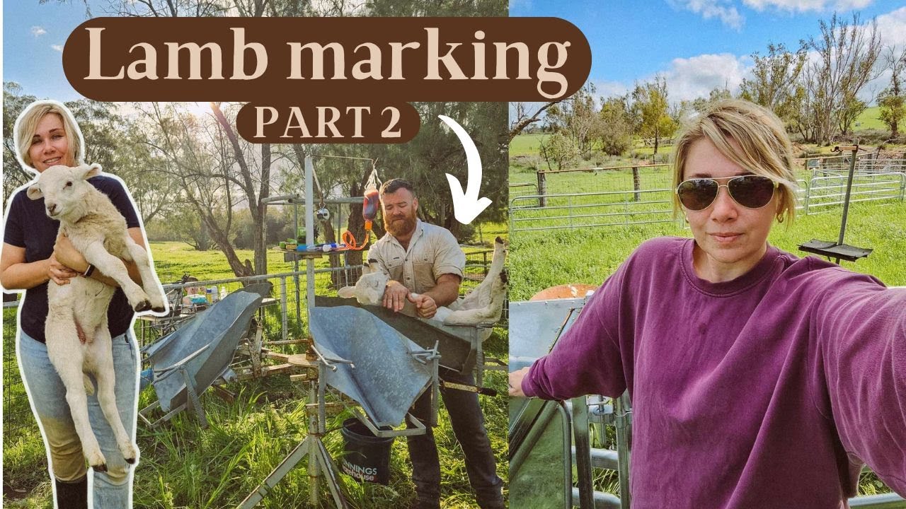 Lamb Marking Part 2 |  GIANT SHEEP! Vaccinating, Ear tagging, Ringing |  Farm Vlog - Australia #farm