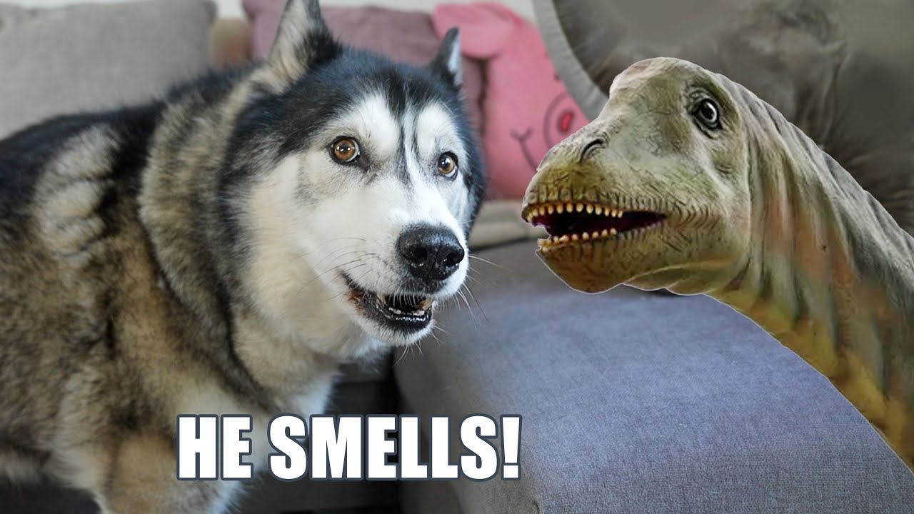 Husky Has STRANGE Reaction To Meeting DINOSAUR!