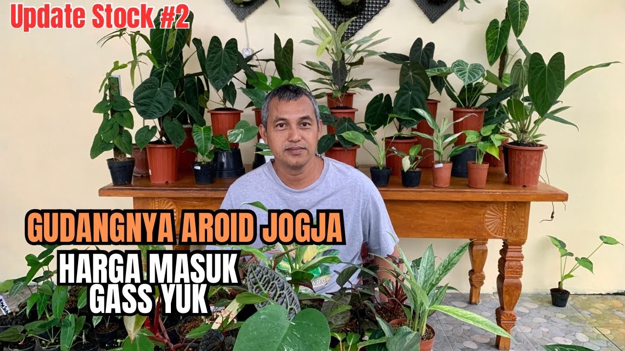 Gudangya Aroid Jogja, spil, cocok bungkus kirim