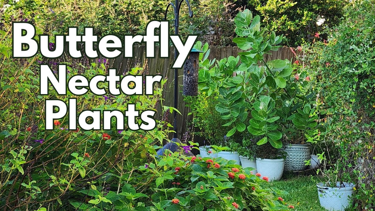 Nectar plants attracting butterflies Fall 2025 | Texas Gulf Coast Zone 9b | #butterfly #hummingbird