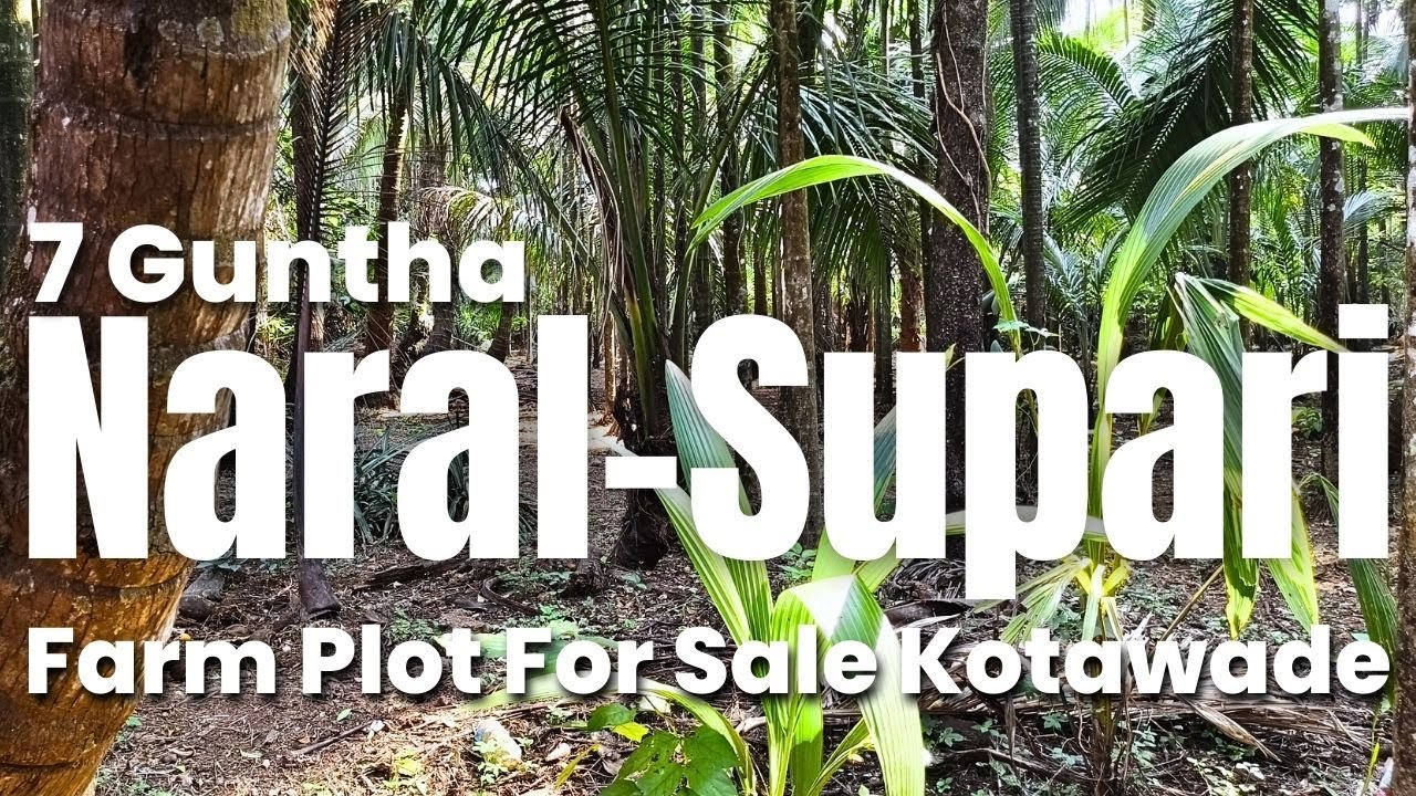 Ready Income Coconut & Supari Farm | Road Touch 7 Guntha | Kotawade, Ratnagiri