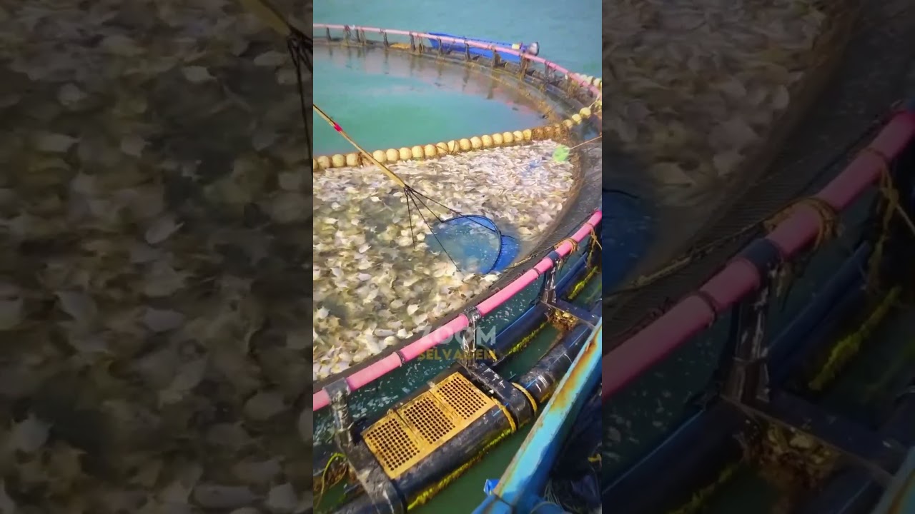 Menangkap Ikan dengan pukat harimau ‼️#nelayan #shortvideo