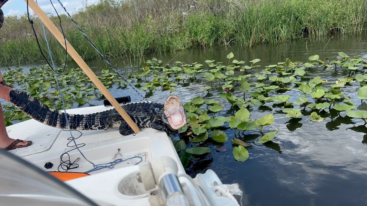 Alligator Hunting in Florida. Gators Everywhere.