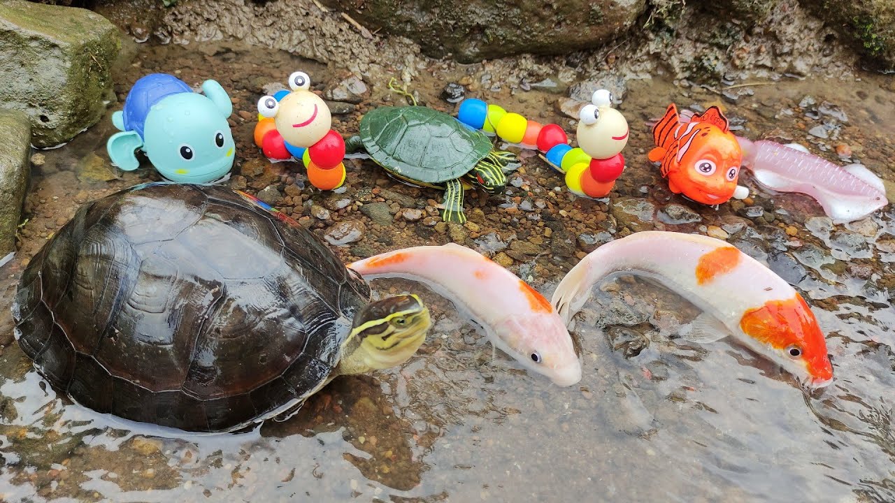 Catching Ornamental Fish In The River, Koi Fish, Carp, Worms, Turtles, Nemo Fish, Whales [Part776]