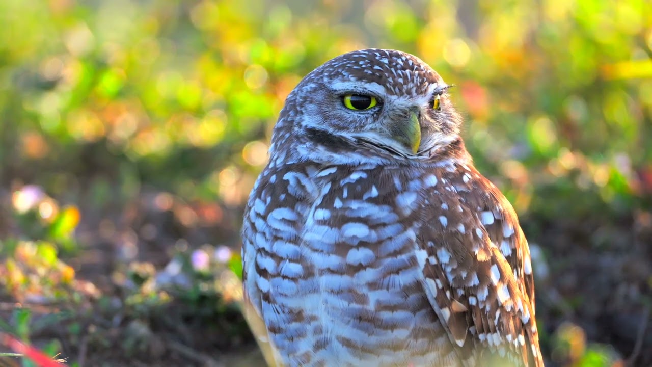 Burrowing Owls Vista View Park FL (4K 60FPS)