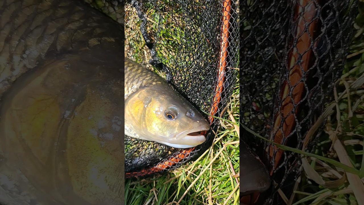 Z powierzchni🔥🔥🔥 #kleń #wędkarstwo #chub #shortvideo #shorts #fishing
