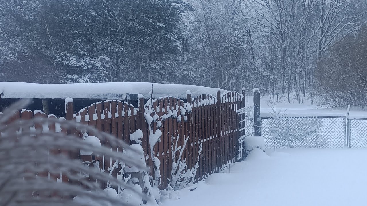 Snowy Day Live ❄️ Relaxing Snowfall for Peace & Calm  in Poland 🇵🇱🇪🇺