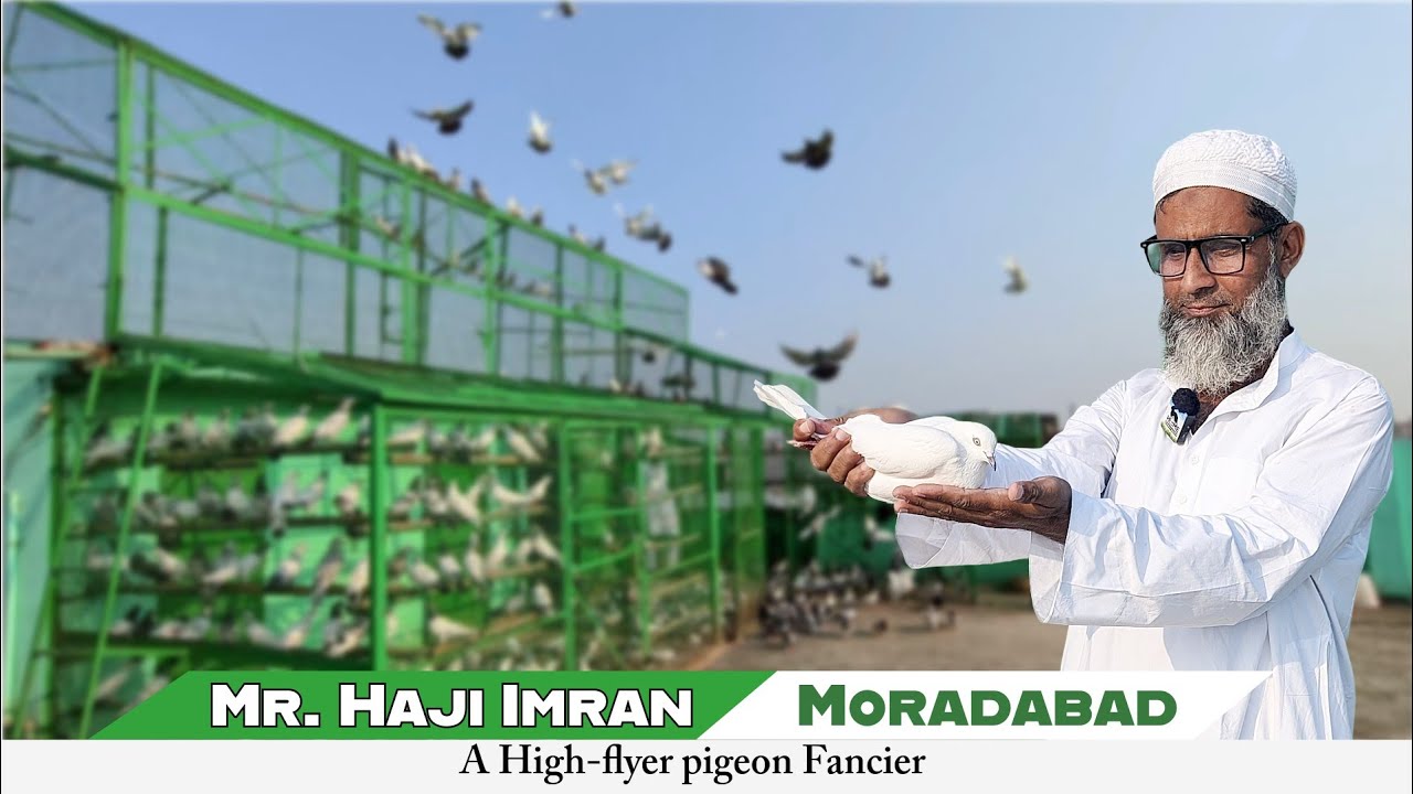 Mr. Haji Imran - A High-flyer Pigeon Fancier - Moradabad | The Home Sanctuary 