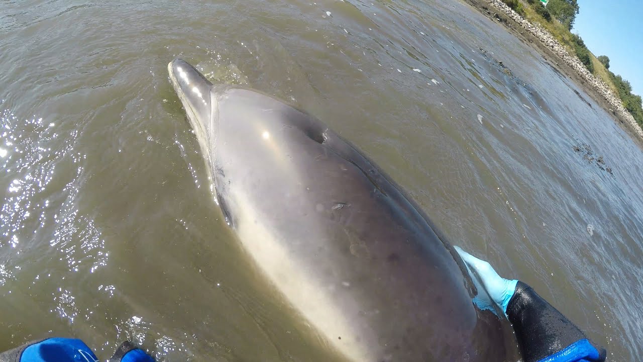 Common Dolphin Stranding  |  Evanton, Cromarty Firth  |  17/08/2025