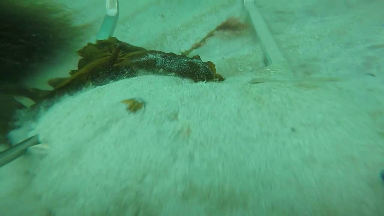 Dredging for clams in northern Norway - raw footage