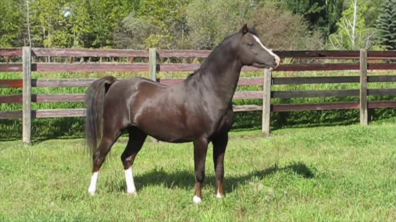 Thistledown Arctic Lore: 4-year-old Welsh Section B stallion