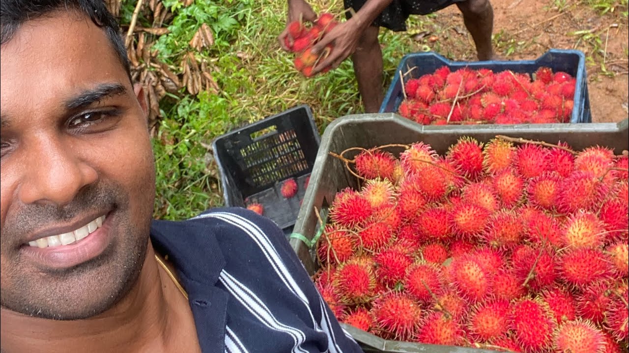 Rambutan വിളവെടുപ്പ് മുതൽ വിൽപ്പന വരെയുള്ള വിവരങ്ങൾ :- 2025 വിളവെടുപ്പ്…