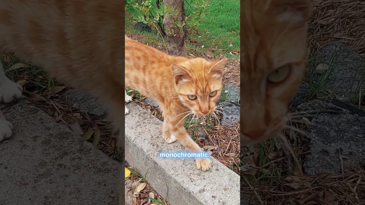 Does anyone have a yellow cat?