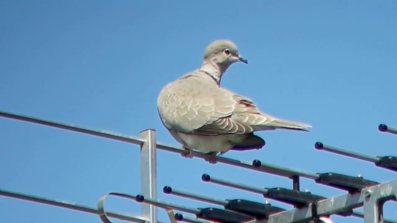 Ma 1&eacute;me digiscopie en MAI 2017