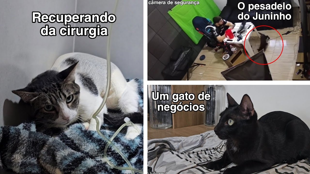 Da próxima vez vou deixar o Júlio negociar 😂. #Vlog