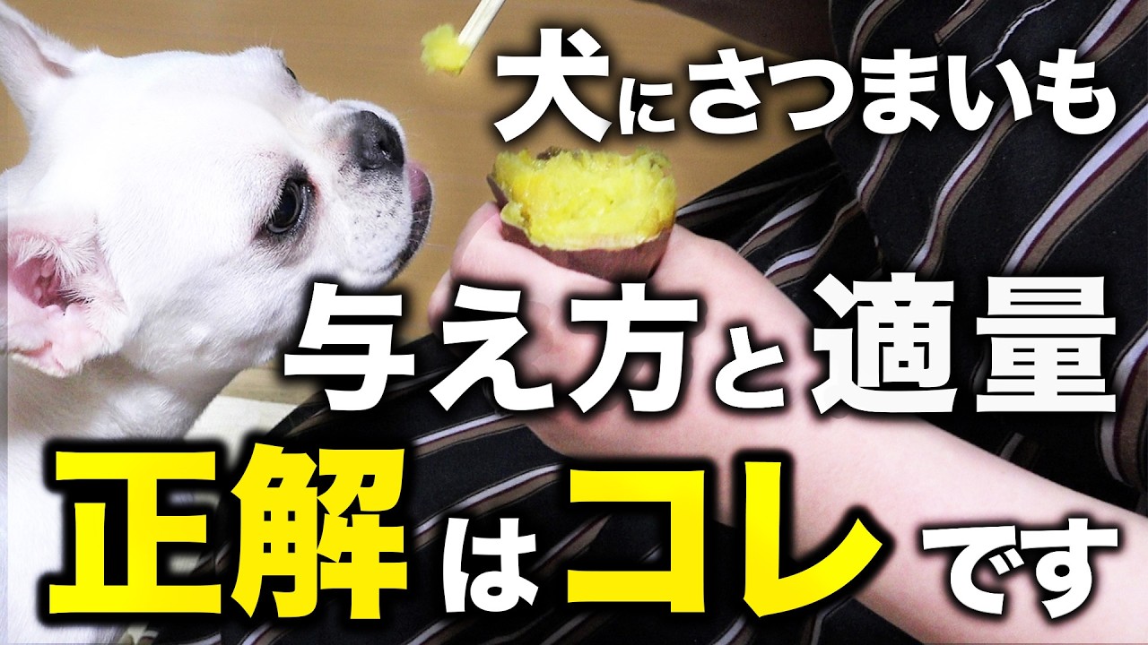 【さつまいも】愛犬にさつまいもをあげる場合はこの与え方・この量であれば大丈夫です！
