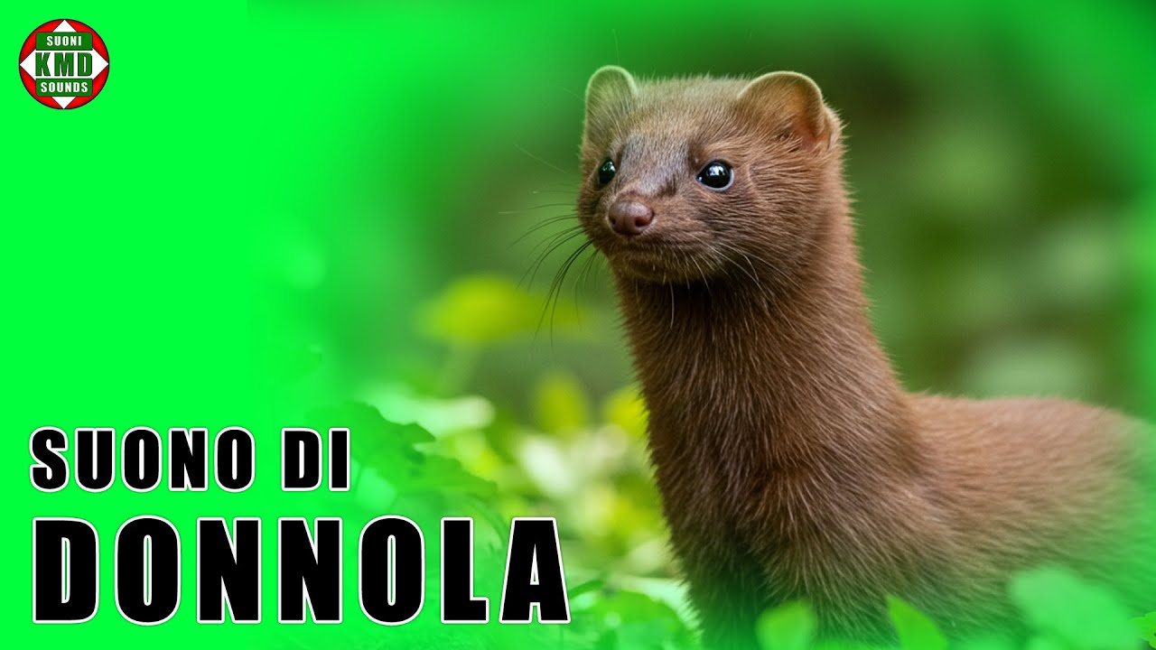 Suono della Donnola: Il Silenzioso Predatore del Bosco – SUONI DI ANIMALI – effetti sonori 🐾