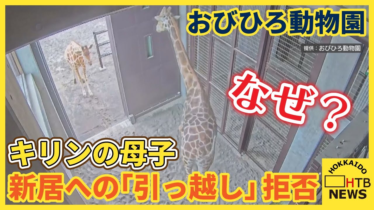 お父さんだけ先に…キリンの母子が新居への「引っ越し」拒否　おびひろ動物園