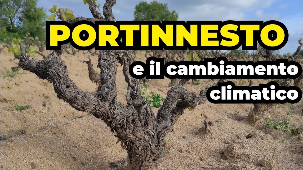 I portinnesti della vite e il cambiamento climatico: affrontare il problema dalle radici