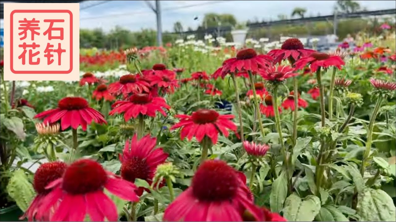花期超长，三种被称作“菊”的多年生艳丽小花 - 地毯菊Blanket flower, 松果菊Coneflower, 莎斯塔菊Shasta daisy