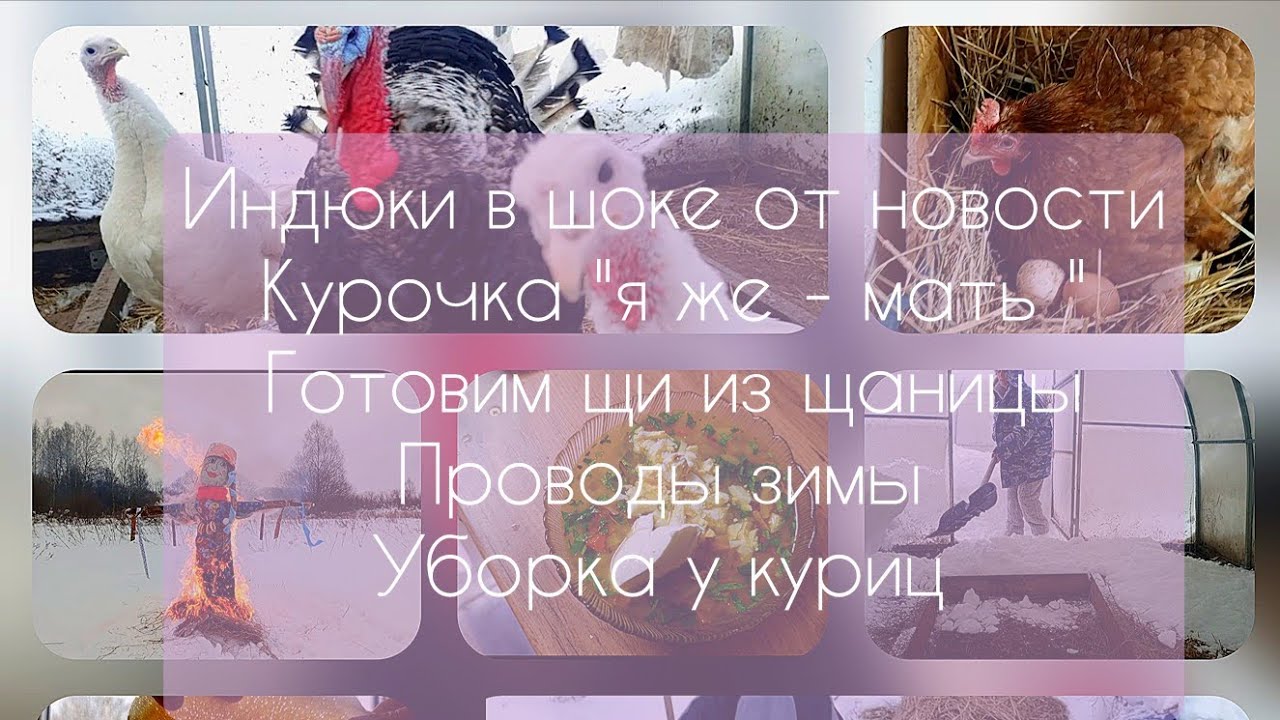 С детьми в глухой деревне/ Индюки в шоке от новости/Курочка 
