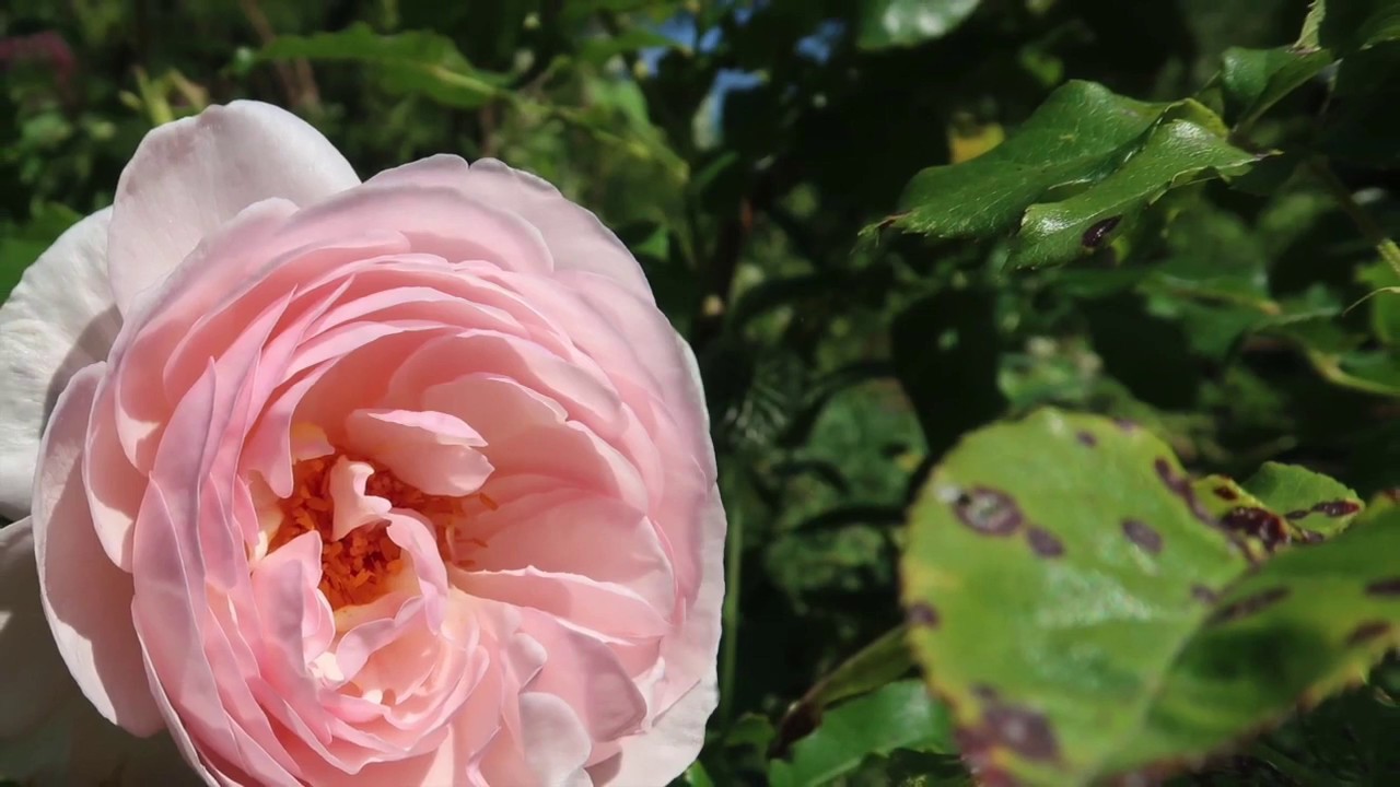 Tangled Garden, Grand Pr&eacute; , Nova Scotia