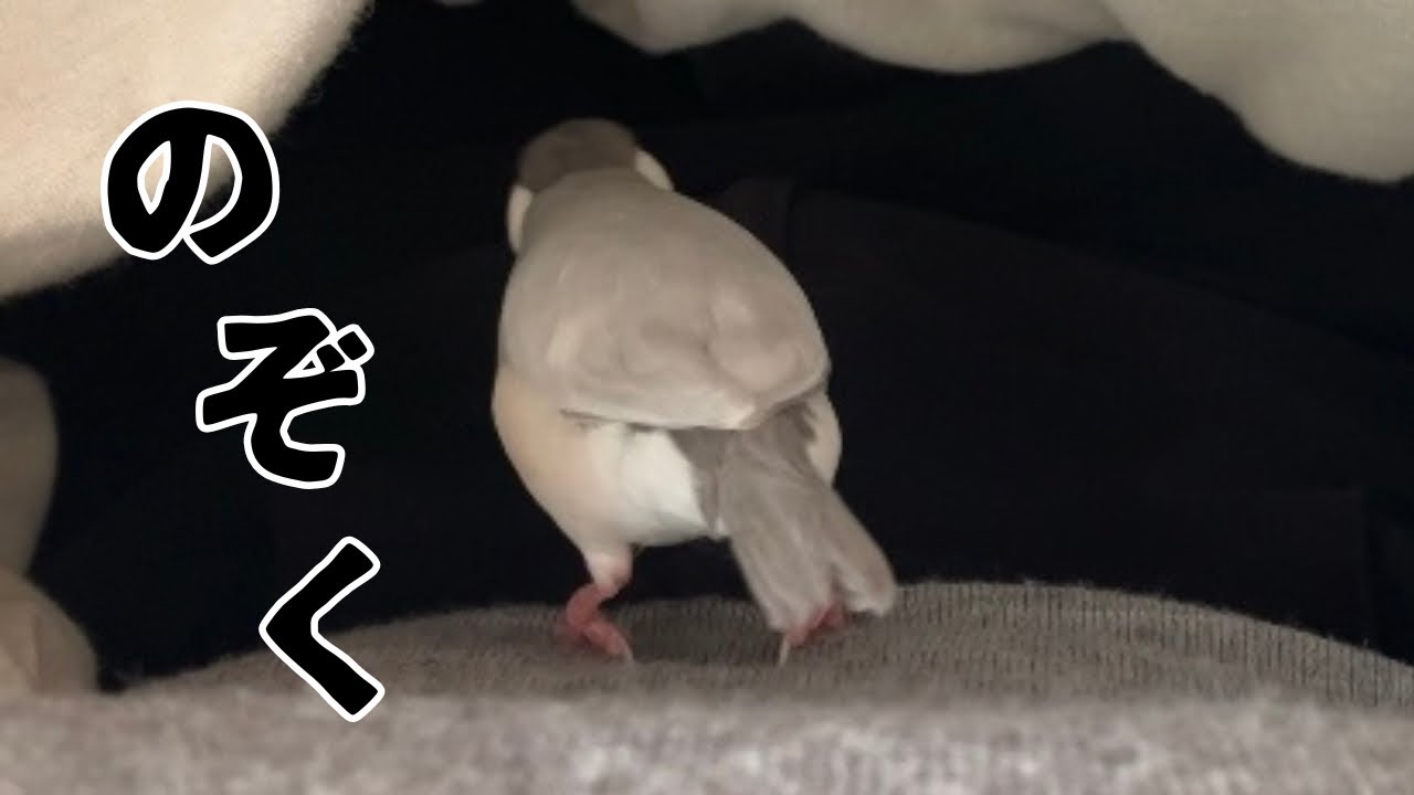 今日は定休日、思う存分文鳥に遊んでもらおう。(12月11日号)