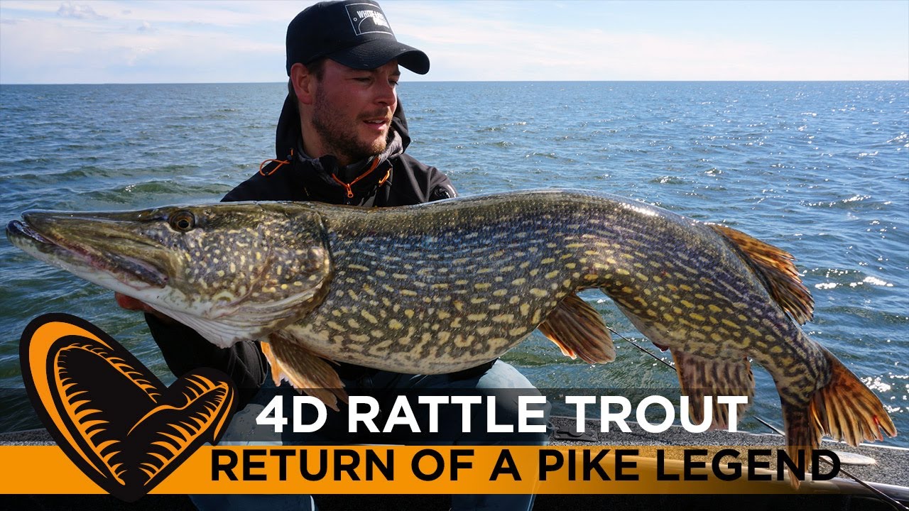4D Rattle Trout - The best Pike Lure ever? Savage Gear brings back this top pike & muskie lure!