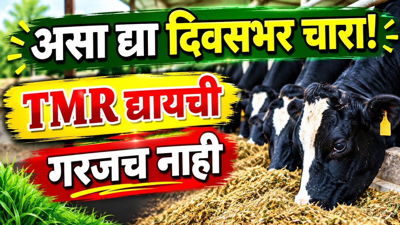 असा द्या दिवसभर चारा ! TMR देण्याची गरजच नाही ! #TMR #Cowdiet