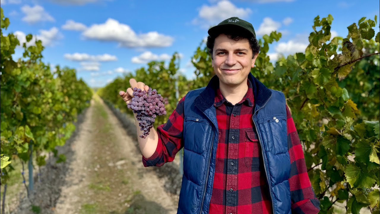 Największa winnica na Mazowszu - winobranie. Wywiad z właścicielem Tomaszem Barańskim.