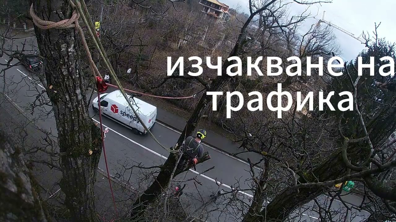 Removing a Dangerous Walnut Tree Branch Over a Busy Road | Arborist Work