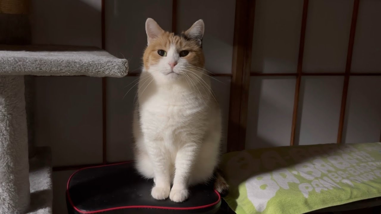 【三毛猫】おやつを貰うコツを掴んだミケ（2025年2月3日）